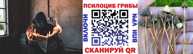 магазин продажи наркотиков  Дербент  Псилоцибиновые грибы Cubensis 